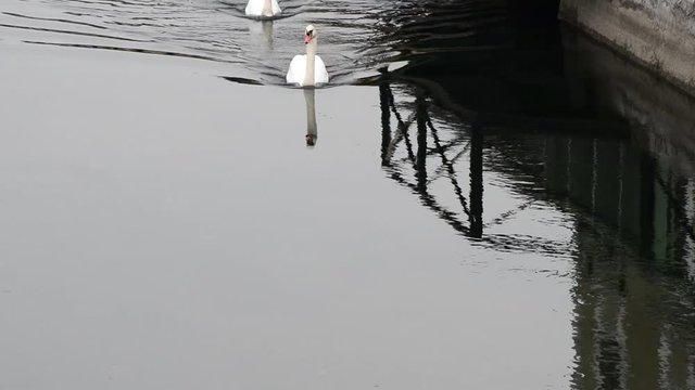  due cigni nuotano sul canale del naviglio Grande