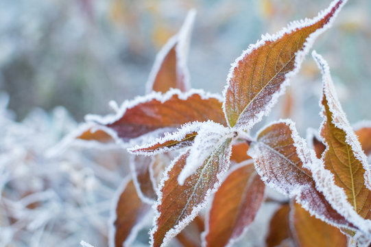 first frost and frozen leaves