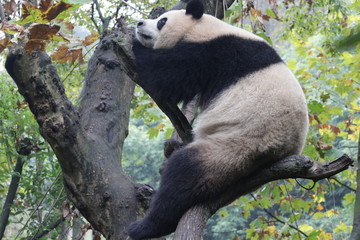 Obraz premium Playful Female Panda name, Yuan Run, China