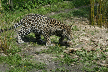 Obraz na płótnie Canvas Jaguar auf Jagd, Panthera onca