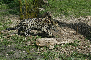 Fototapeta na wymiar Jaguar auf Jagd, Panthera onca