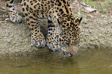 Jaguar trinkt Wasser, Panthera onca