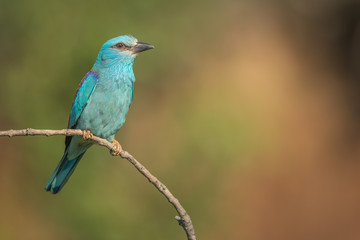 European Roller isolated