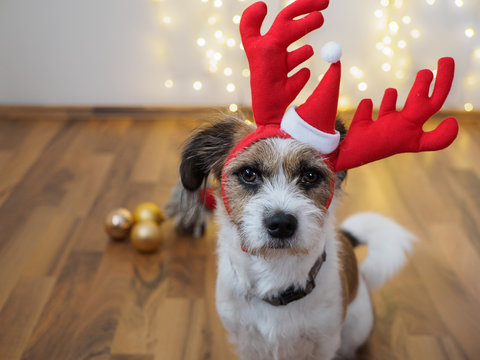 Hund sitzt mit einem Rentiergeweih auf dem Kopf neben Weihnachtskugeln. Weihnachten, Feiertage, Stille, Ruhe. - Powered by Adobe