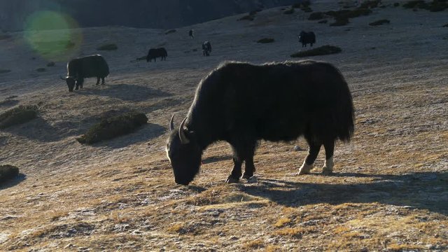 Black yaks on the way to Everest base camp. 4K, UHD