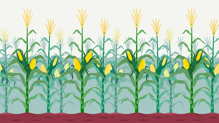Seamless isolated cornfield © korni007