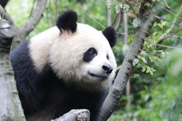 Fototapeta na wymiar Beautiful Female Giant Panda Name Yuan Run, China