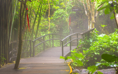 Bridge to the jungle.