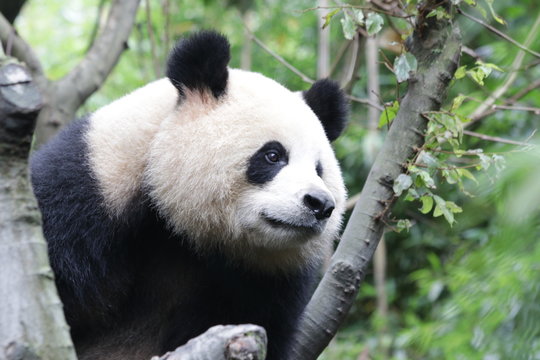 Beautiful Female Giant Panda Name Yuan Run, China