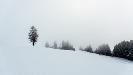Fototapeta na wymiar Single Winter Tree