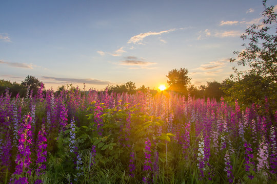 Nice, colorful, wide look at meadow filled with red, pink and purple wildflowers, in a nice summer sunset. © mrakorius