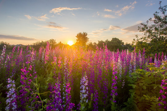 Nice, colorful, wide look at meadow filled with red, pink and purple wildflowers, in a nice summer sunset. © mrakorius
