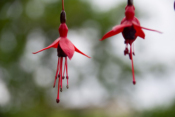 Fuchsia