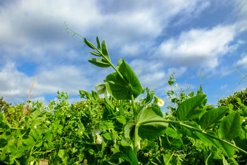 Pea plant under blue sky