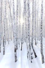 Snowcovered birch forest and rays of the sun