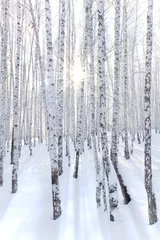 Badezimmer Foto Rückwand Verschneiter Birkenwald und Sonnenstrahlen © Nobilior