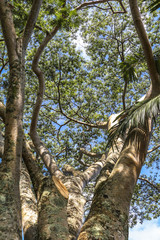 Fototapeta premium Magnificent big tree on Maui island, Hawaii