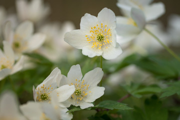 Group of wood anemone flowers in spring sunlight