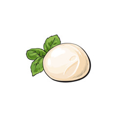 Round piece of Italian mozzarella cheese, sketch style vector illustration on white background. Realistic hand drawing of Italian mozzarella cheese decorated with basil leaves