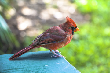 Tropical red bird on Maui island, Hawaii