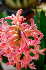 Wild flowers in garden