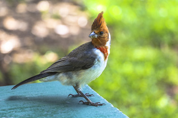 Tropical colourful red bird on Maui island, Hawaii
