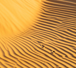 Fototapeta premium in oman the old desert and the empty quarter abstract texture line wave