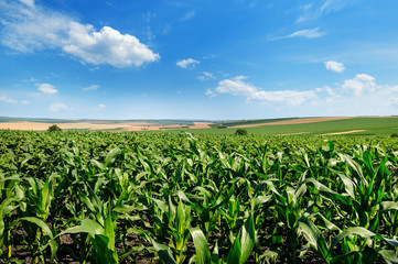 Bright green cornfield and blue sky with light cumulus clouds.