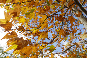 Branch of a maple tree with a red yellow autumn foliage against a blue sky with clouds