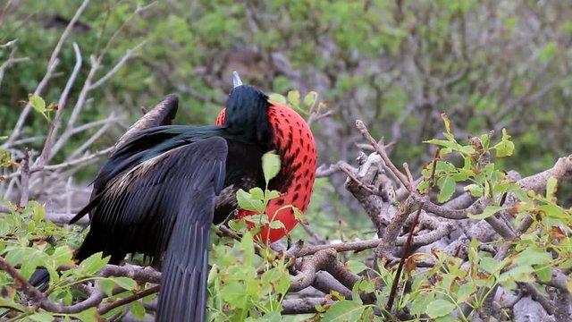 Male Great Frigatebird displaying on Genovesa Island, Galapagos National Park, Ecuador