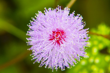 Fototapeta premium Mimosa Pudica, Close Up