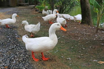 White ducks near the pond.