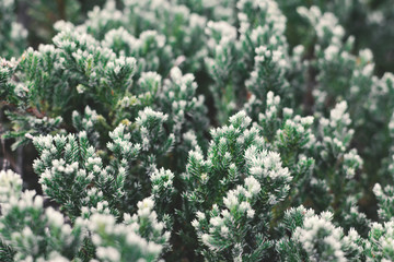 Pine tree background selective and soft focus