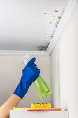 Removing mold from the living accommodation with cleaning substance. Hand in blue rubber glove...