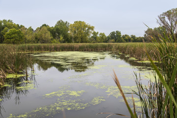 Swamp leading to Minnetonka lake 