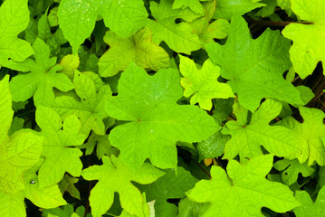 Green Leaf Background 