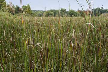 Swamp canes Plant