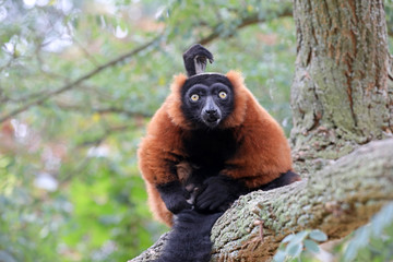 Red lemur