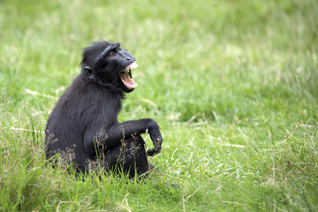 Crested Macaque