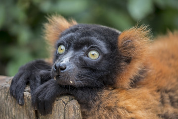 Red ruffed lemur