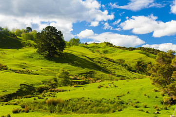 Fototapeta na wymiar Hills of the New Zealand