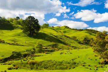Fotobehang Heuvels van Nieuw-Zeeland © Fyle
