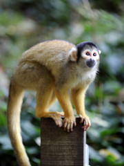Squirrel monkey