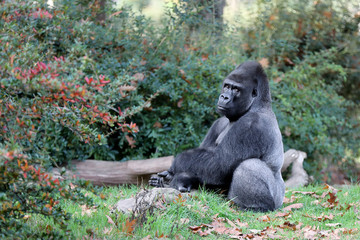 Gorilla