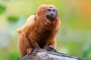 Golden lion tamarin