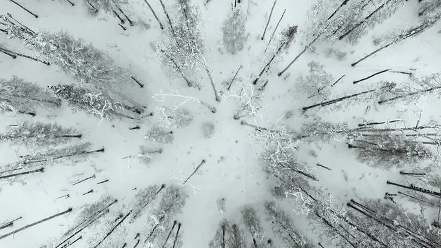 Forest Fire Destruction Buned Charred Tree Trunks Alaska Winter