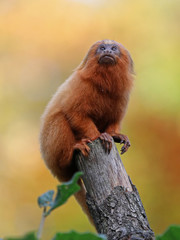 Golden lion tamarin