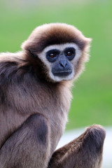 white-handed gibbon