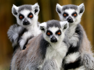 Ring Tailed Lemurs
