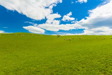 Foto auf Acrylglas Sheep in the New Zealand © Fyle